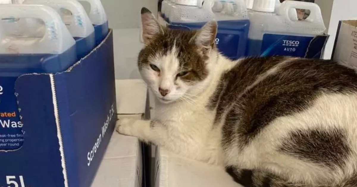 Scots Tesco becomes home to pet cat who loves sleeping on shelves