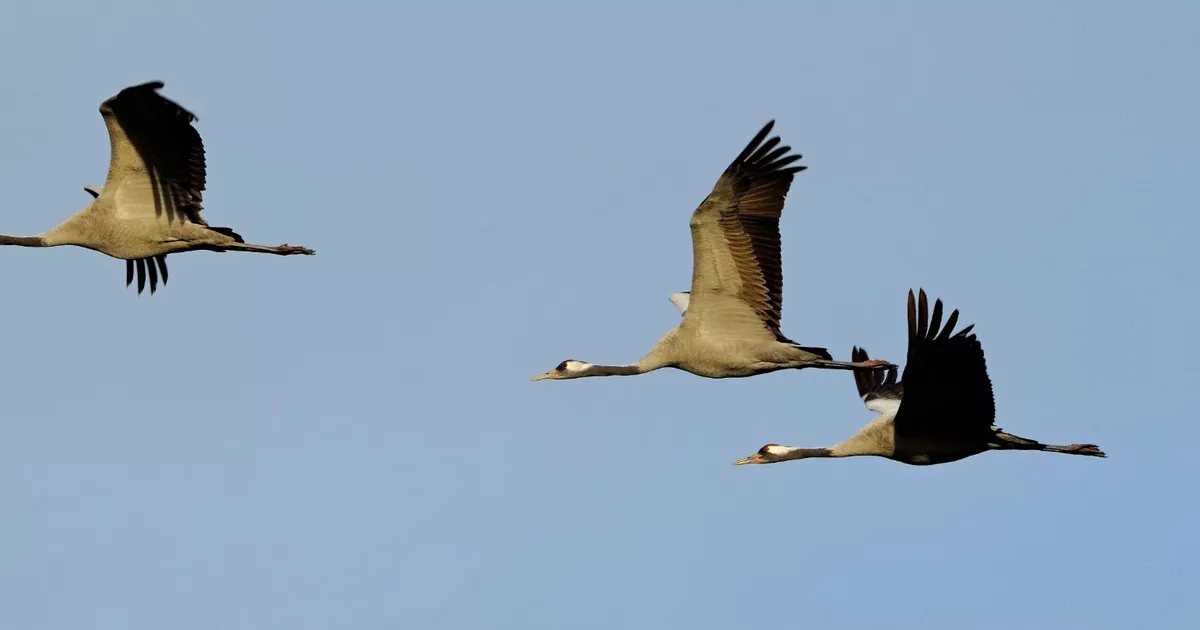 Majestic birds hunted to extinction return to Scotland after 500 years