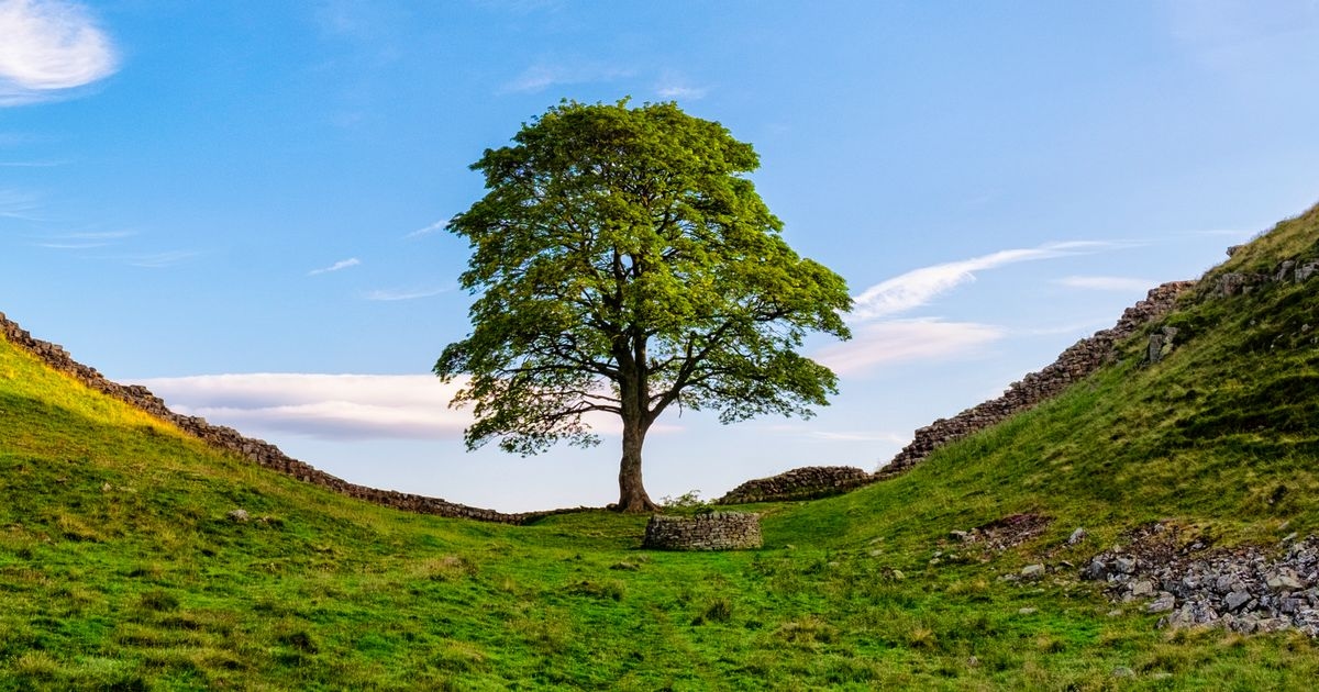 What happened to the Sycamore Gap Tree as pair of fellers to be sentenced today