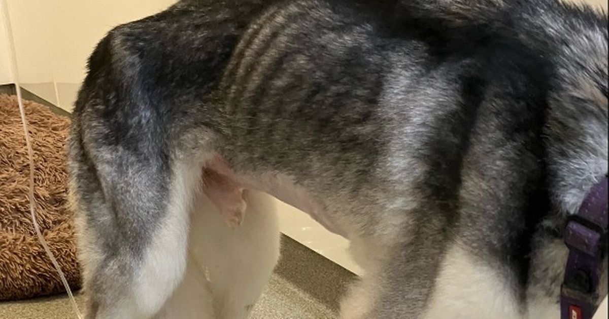 Husky 'had not eaten for a week' as cruel Scots couple banned from keeping dogs