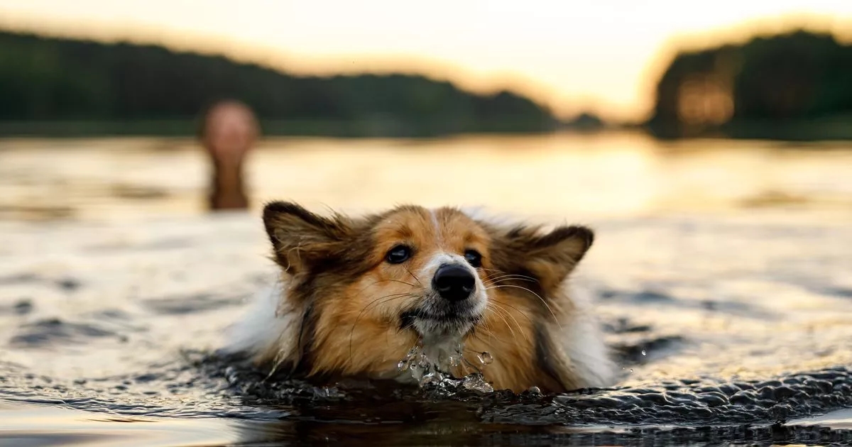 Vet warns pet owners of dangers of toxic blue-green algae on Scotland's waterways