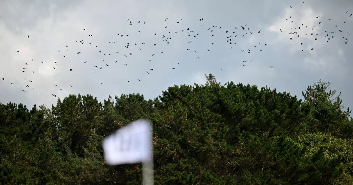 The Open hawks swoop into action to scare off Portrush seagulls