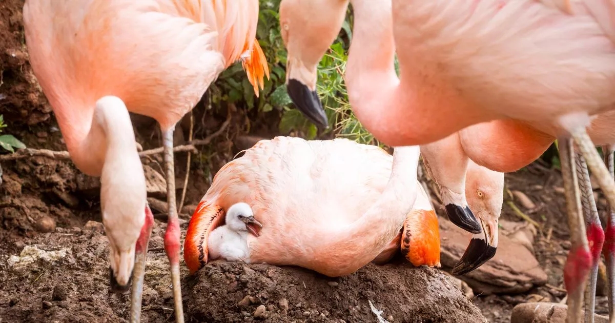 Rare Chilean 'flamingling' born to parents Moana and Joy at Scots wildlife centre