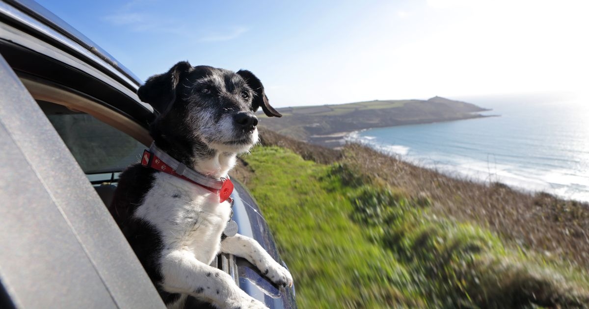 Top dog-friendly spots in Scotland for a summer adventure with your furry friend