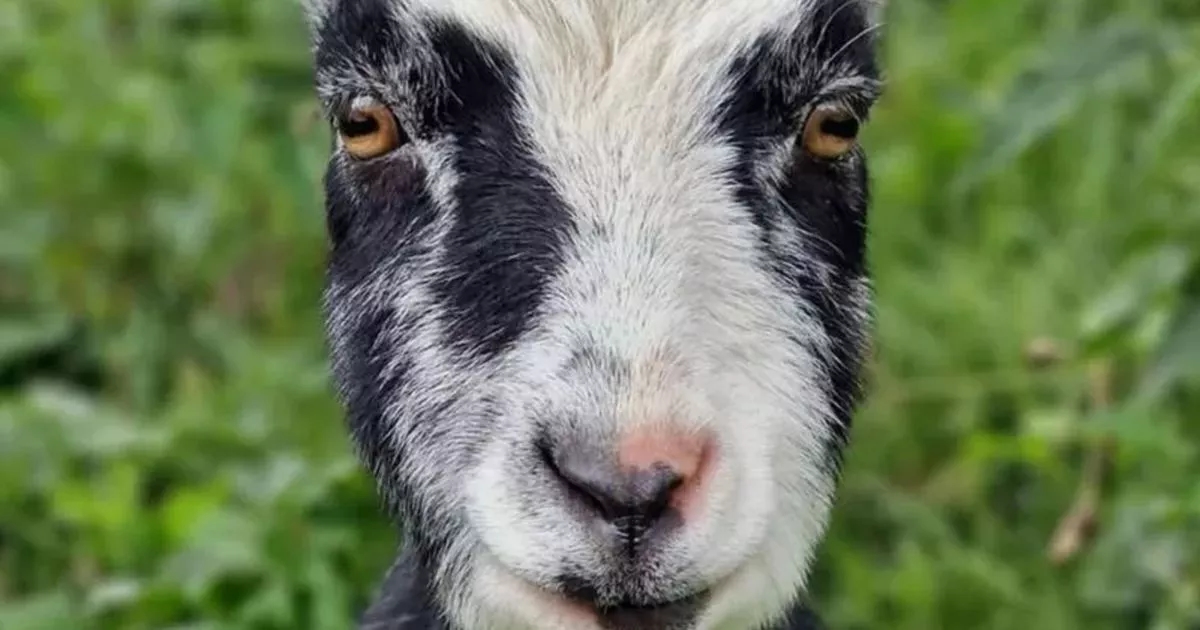 Locals share tributes after beloved West Lothian zoo animal passes away