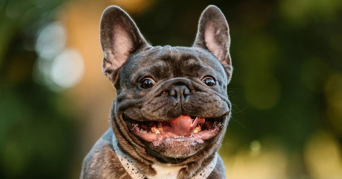 List of dog breeds most likely to get sunburn including French Bulldog and Boxer