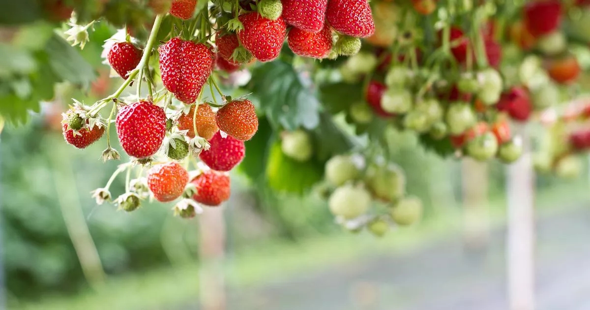 Best strawberry picking spots in Scotland for a fun family day out this summer