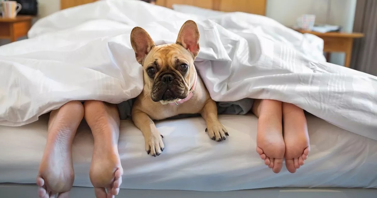 Should your dog should be allowed to sleep in your bed? Vet expert weighs in