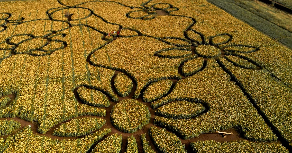 Popular Scottish sunflower trail returns in days as tickets go on sale for magical summer experience