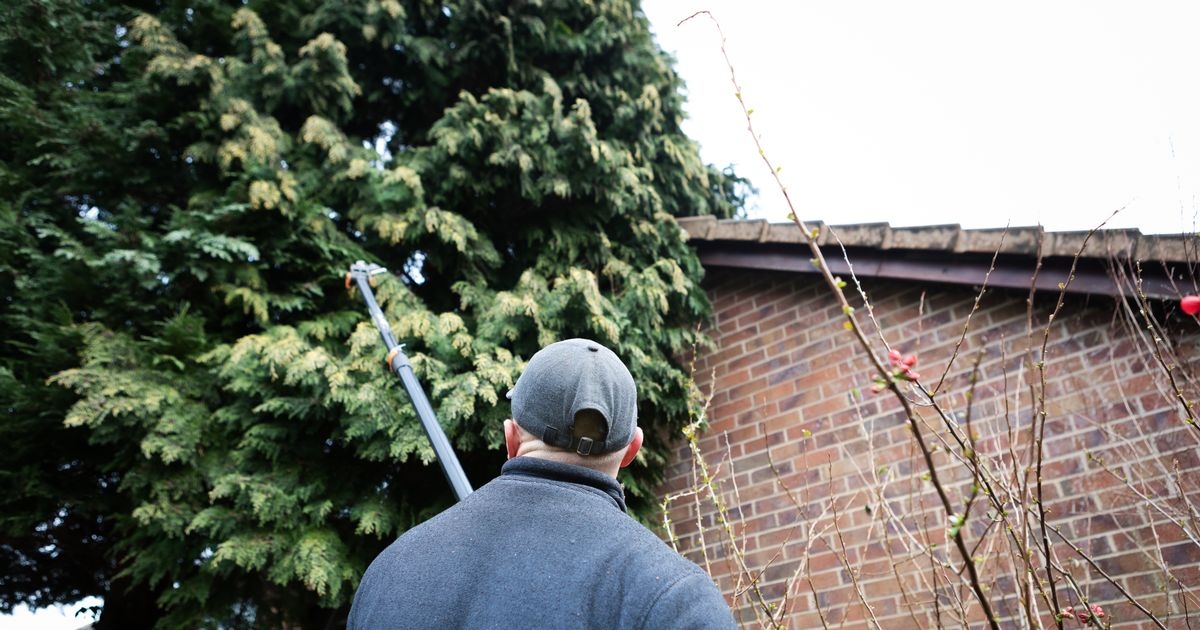 Householders warned over lesser-known tree pruning law to be aware of in August