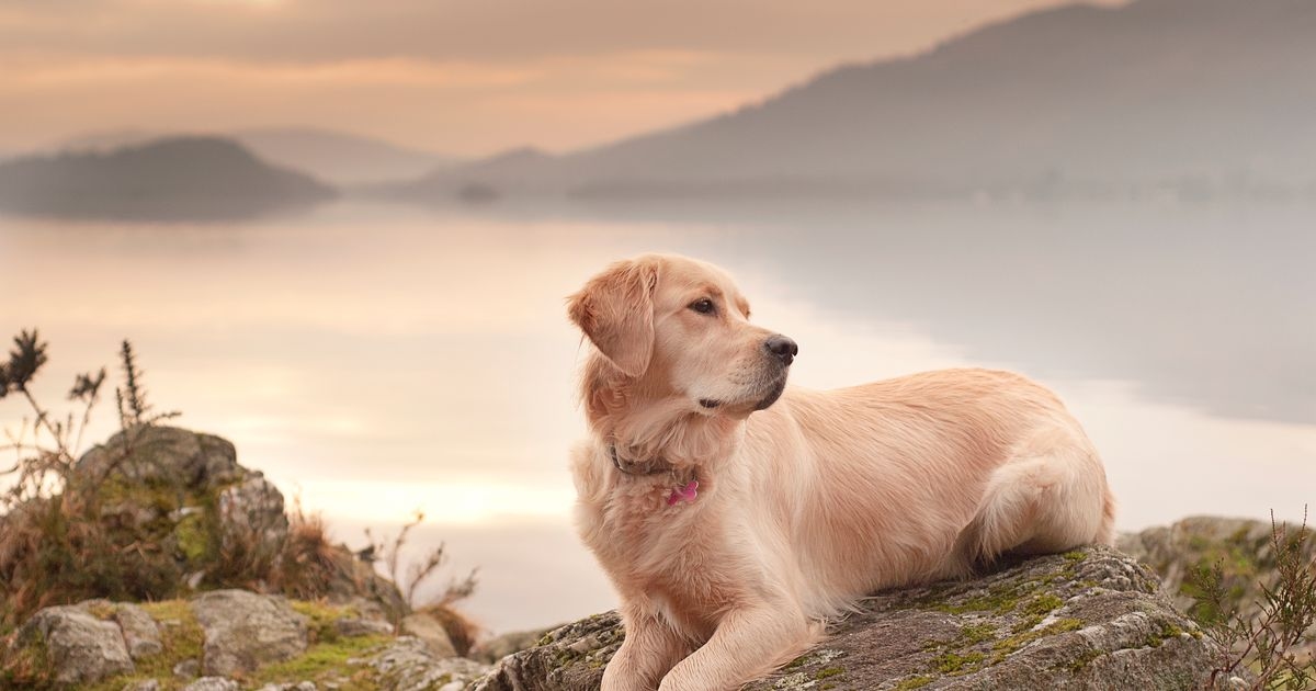 Scottish cities named among UK's dog-friendly hotspots as full list revealed