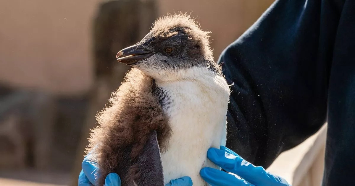 Baby penguin at Edinburgh Zoo recovers from life-saving surgery to remove eye