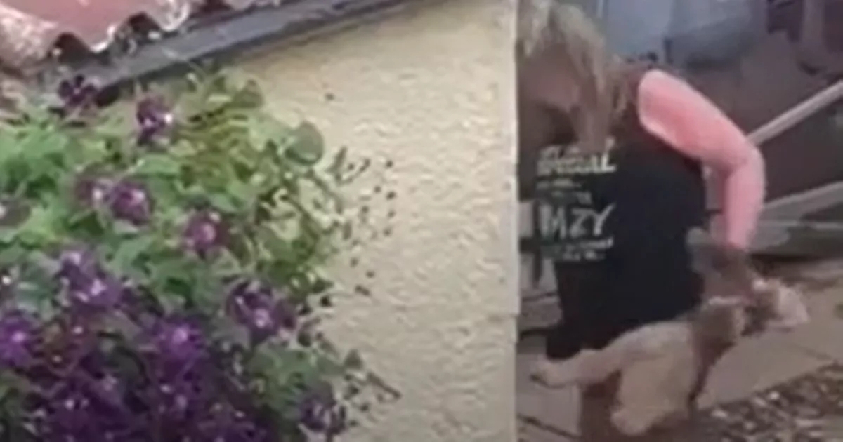 Scots dog sitter filmed dragging hounds by neck hit with animal care warning
