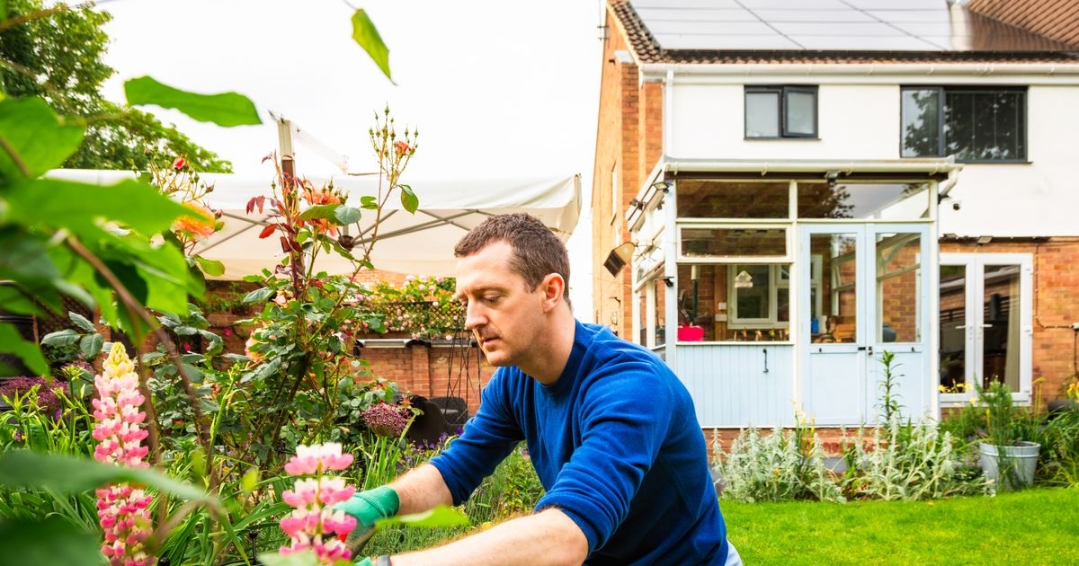 Gardeners urged to put chilli powder in their garden this August