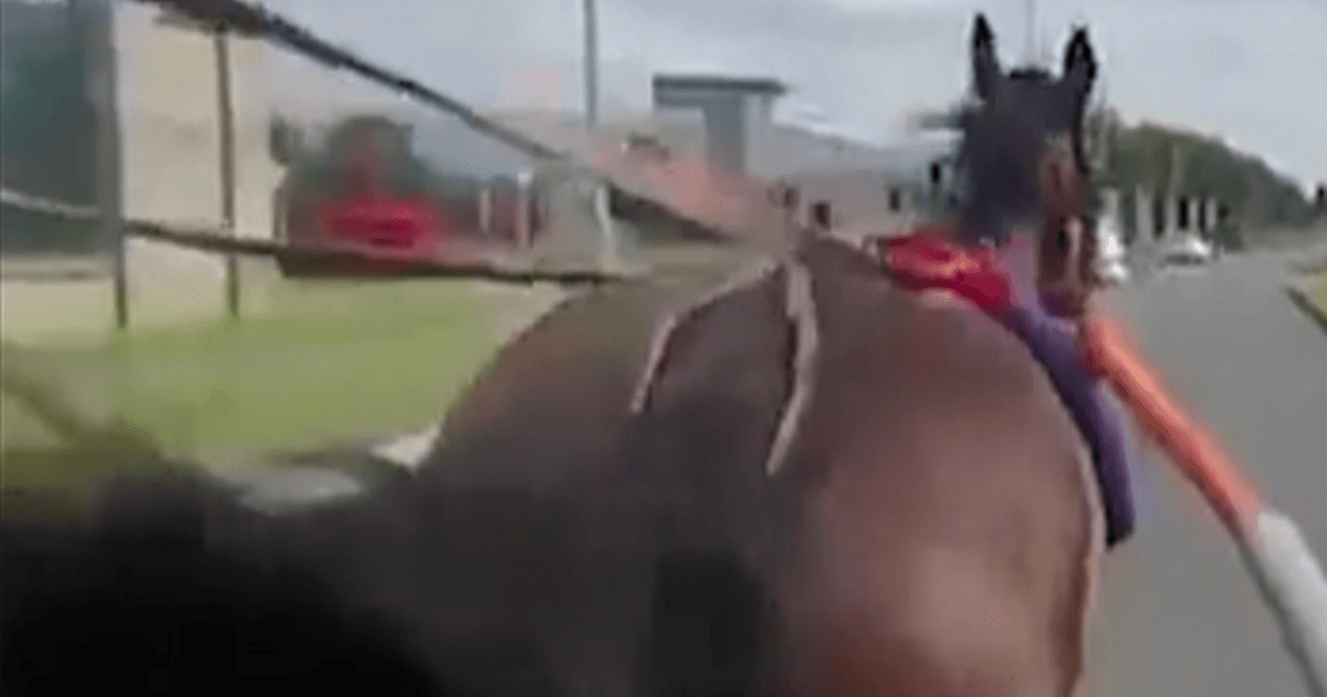 Chaos at funeral procession as horse crashes head first into car