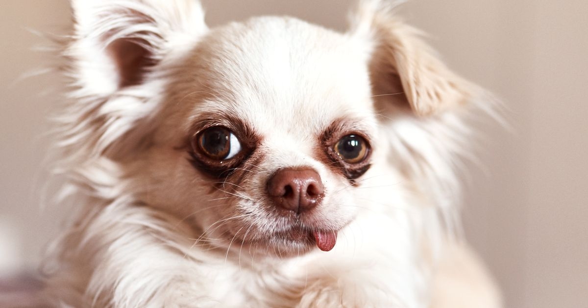 9 dog breeds that don't stink for pet owners who want a fresh-scented home