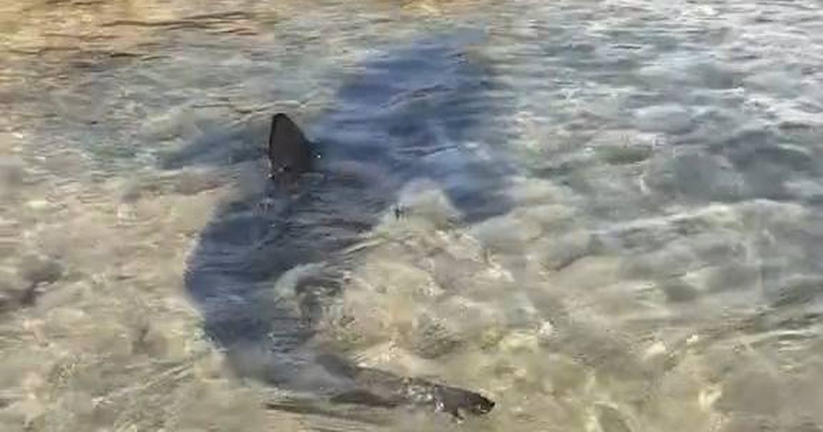 Massive shark prowls close to tourists as beach evacuated in British holiday spot