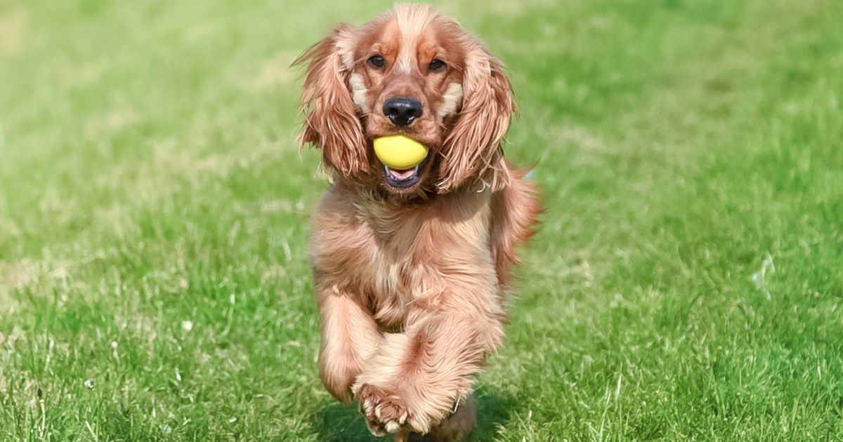 Is it too hot to walk your dog today? Exact temperature that is dangerous for pets