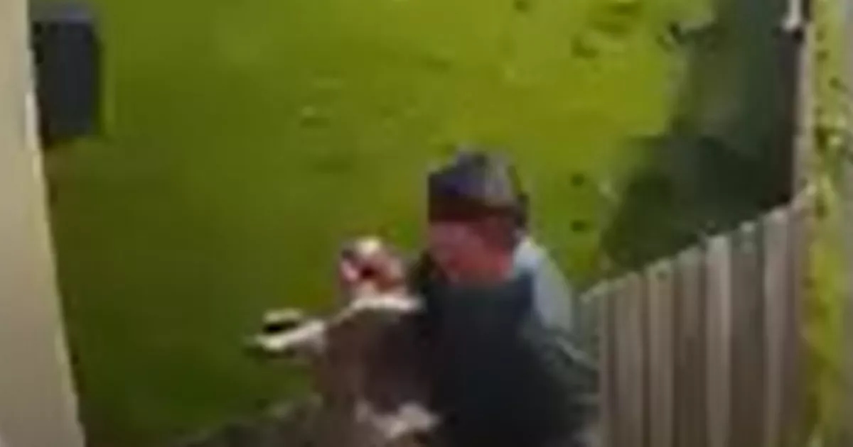Dog walker filmed carrying 'lifeless' body of pet suffering heat stroke to house before owner finds it dead