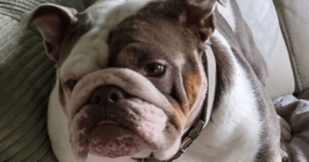 When should dog owners seek vet help for overheating as bulldog dies after 27C walk