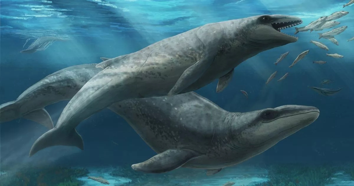 ‘Deceptively cute' prehistoric whale species with 'slicing teeth' discovered in Australia
