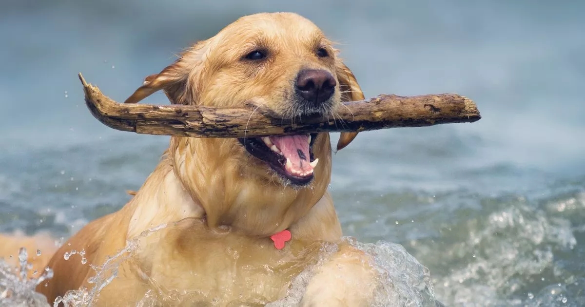 Urgent warning to all dog owners taking their pooch swimming this summer