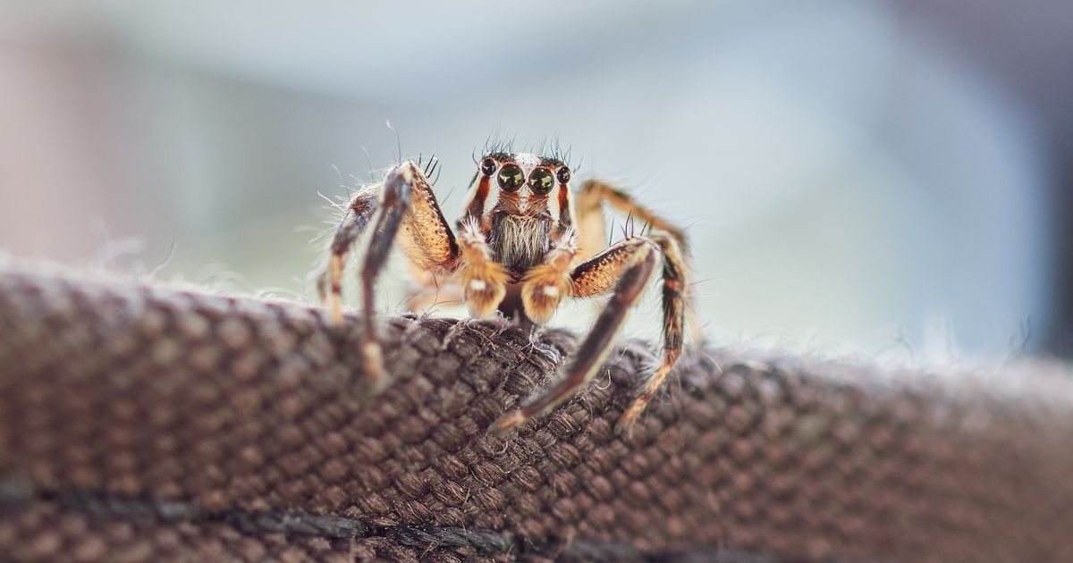 Stop spiders entering the home this mating season with two simple cleaning rules