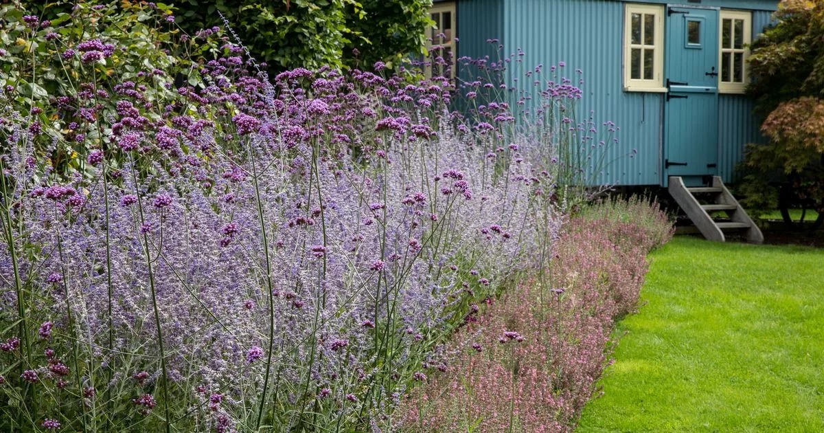 Expert reveals three plants you must prune before summer ends for a better bloom next year