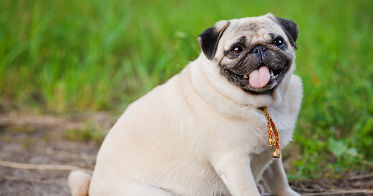 Doggy 'Mounjaro' could be the next solution for treating pudgy pets