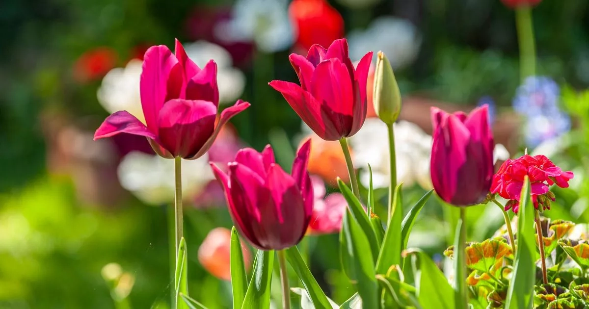 Monty Don says 'do this job' this month for super blooms next year