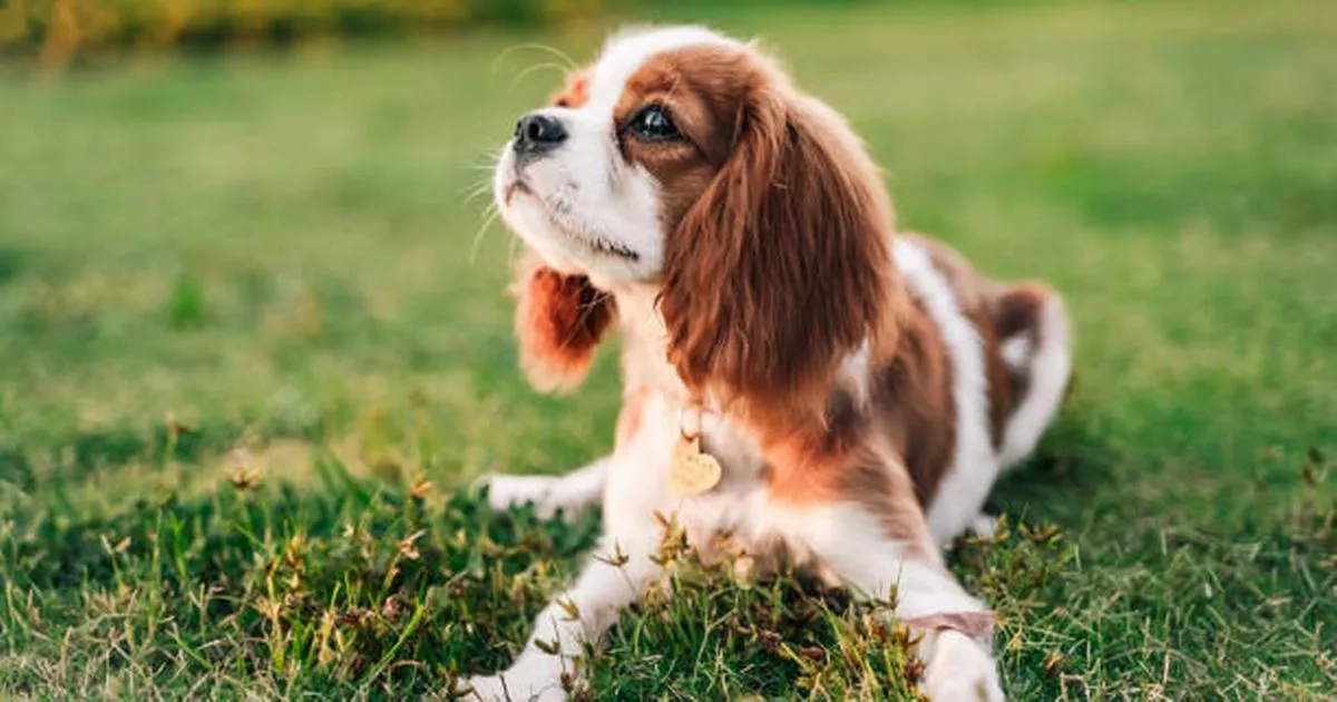The UK's five most budget-friendly dog breeds all with lifetime costs under £15k
