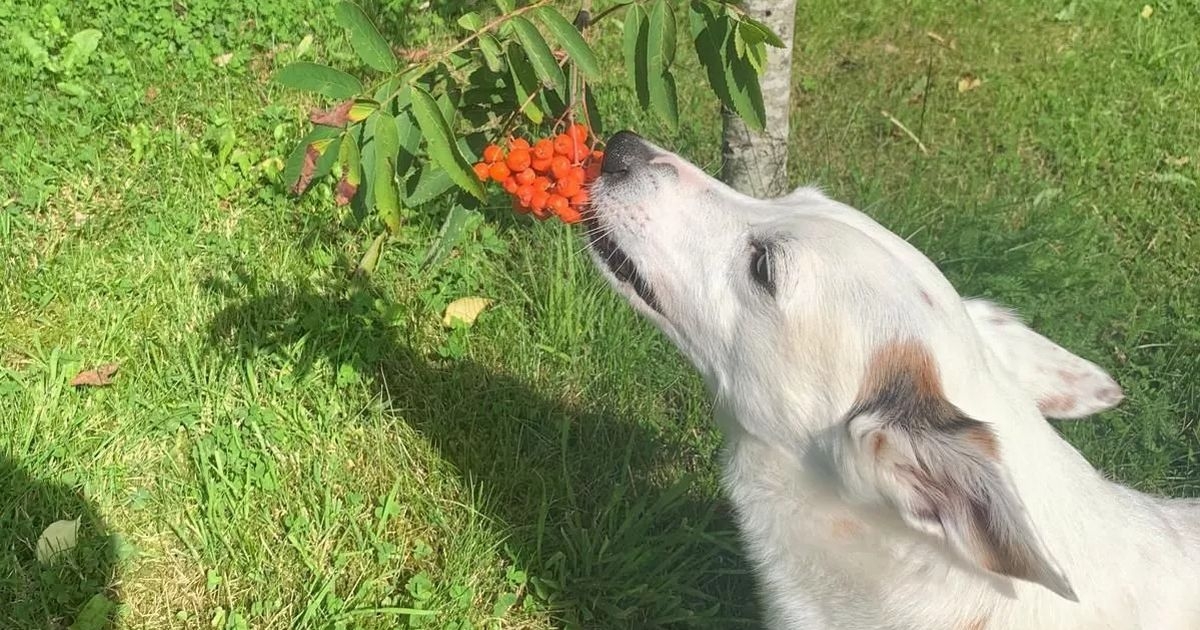 Beloved family dog killed and mum injured in pitbull attack in Meath