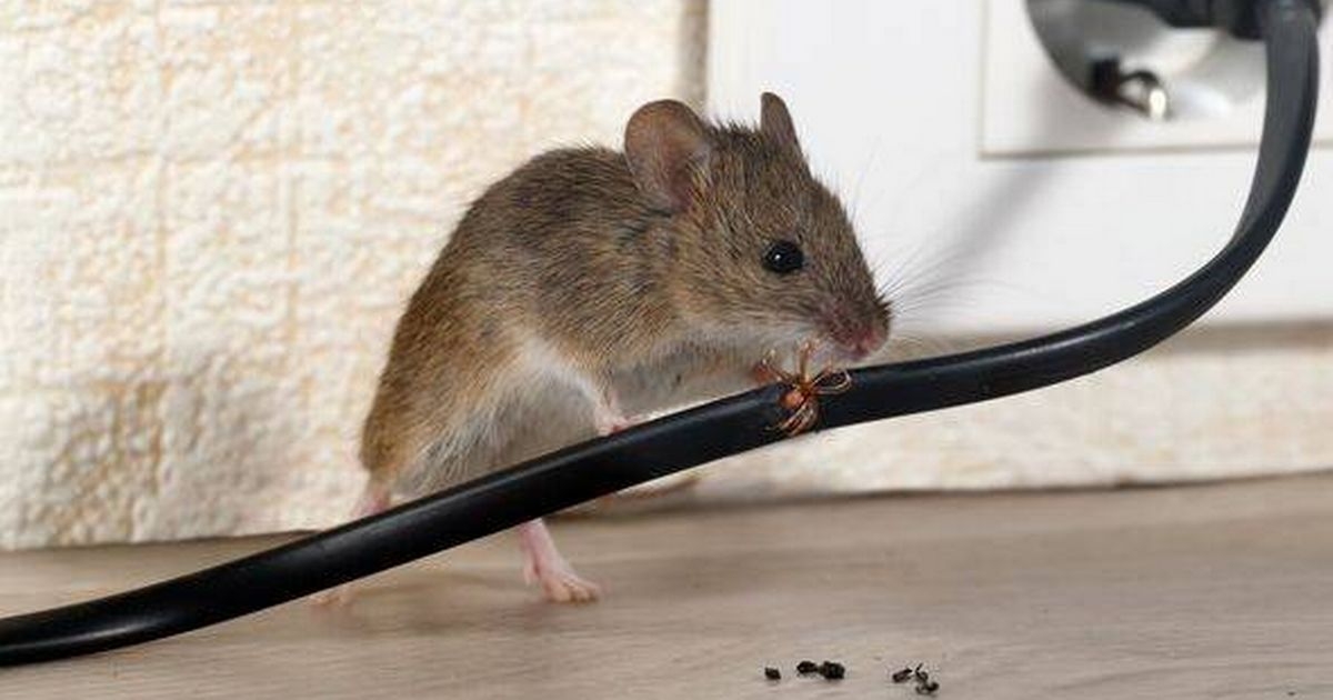 The simple way keep mice out of your home that costs less than €10