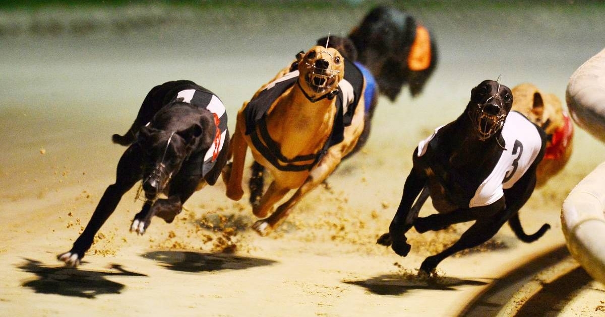 Calls for investigation after 202 greyhounds died racing in Ireland last year