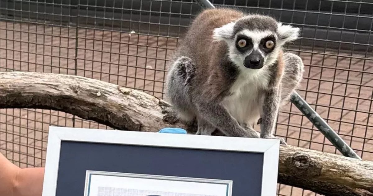 Lemur at West Lothian zoo breaks world record and becomes 'world's oldest'