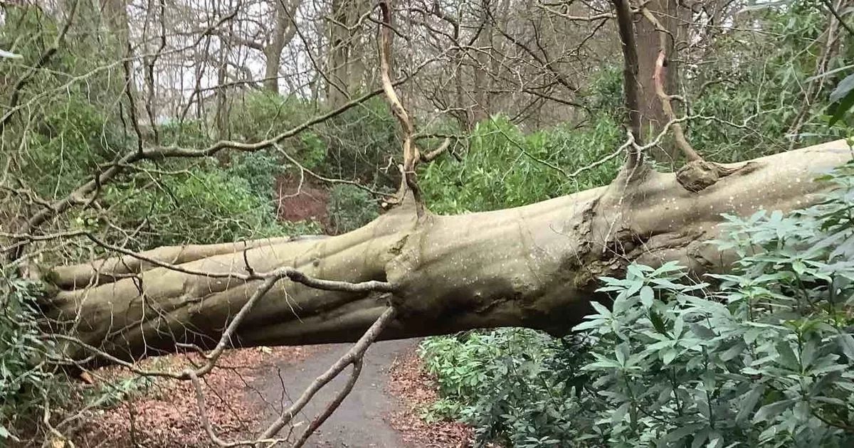 West Lothian still clearing away damage from Storm Eowyn four months on