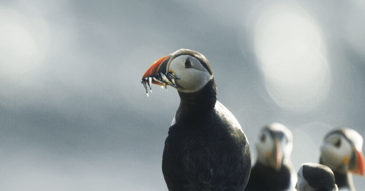 Brendan Gleeson set to narrate new nature series on RTE