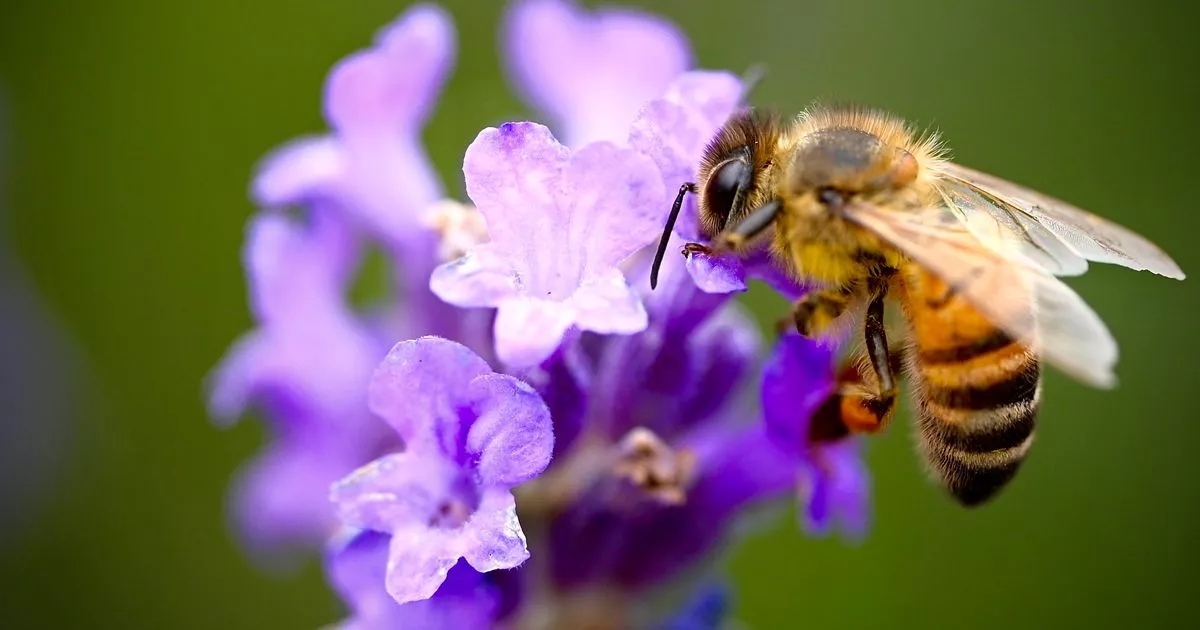 World Bee Day: What's the buzz about Irish honey liqueurs?