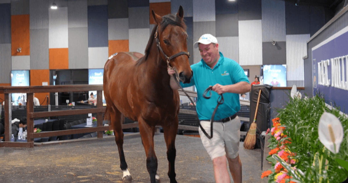 Horse bought for same price as Hewick sells for almost €300,000 before running