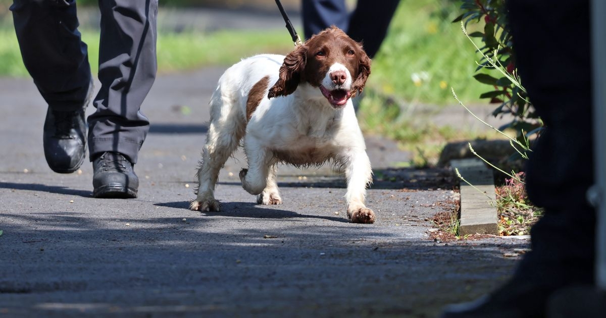 Dog that found Tina Satchwell used in search for Annie McCarrick