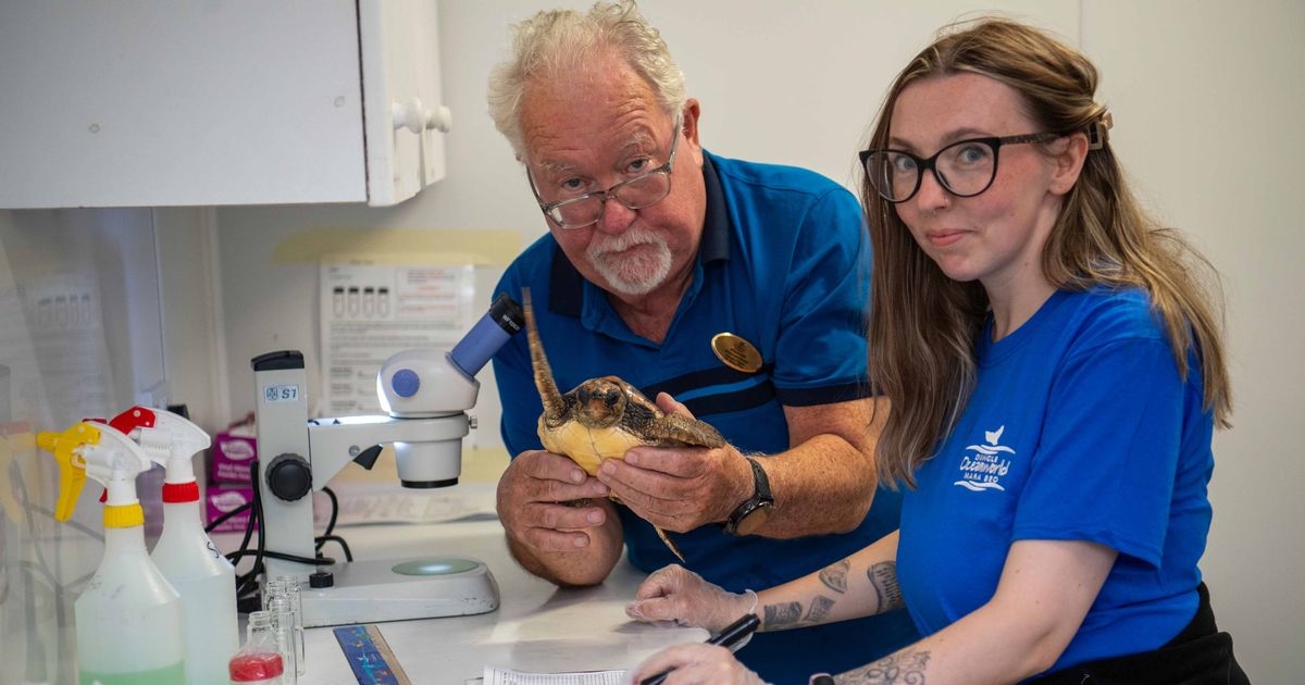 Sea turtle hospital needed in Ireland
