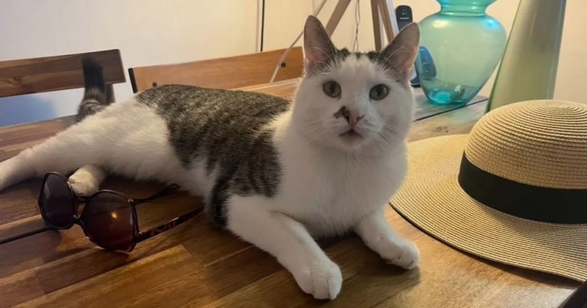 Cats are taking over Irish homes - and they're choosing you first