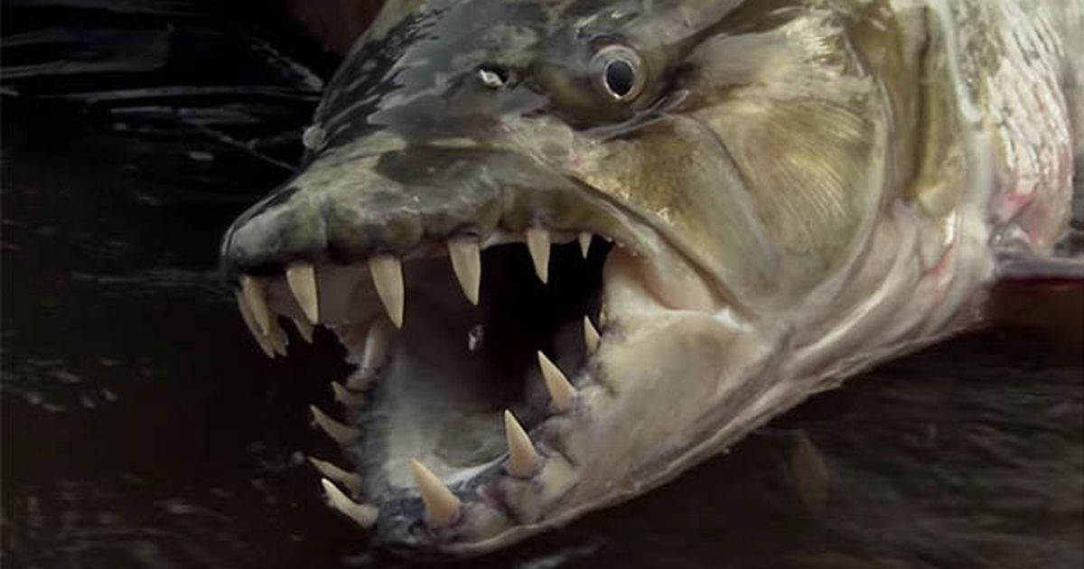 Brit catches terrifying rare Congo fish - and it's known to attack crocodiles