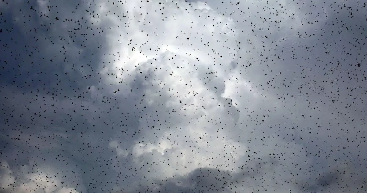 Bible's plague of locusts explained as scientists discover horrifying reality