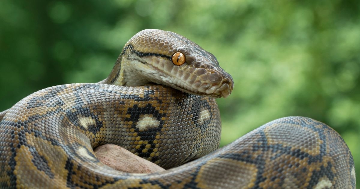 Mum's gruesome death as she's killed and swallowed whole by gigantic python