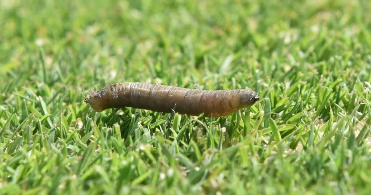 New-build owners told to follow these two steps to get rid of leatherjackets