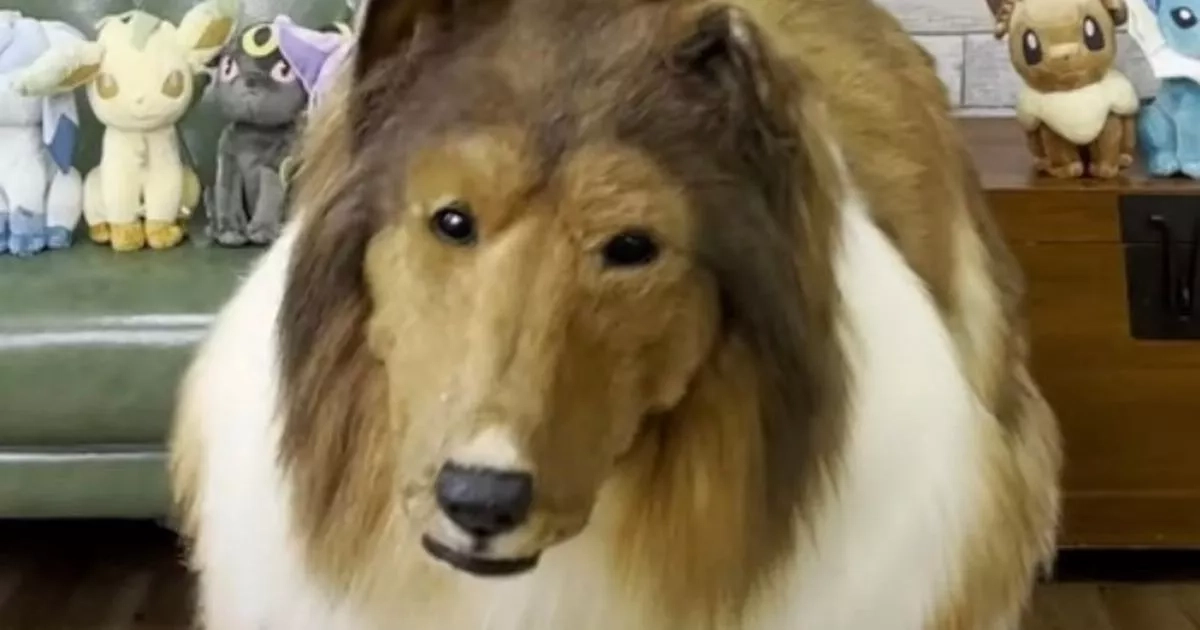 Man spends £12,480 to become a dog and practices rolling, sitting and paw