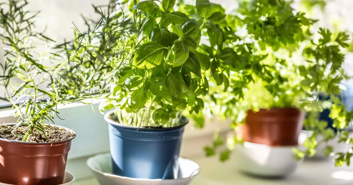 Gardeners urged to plant £1 supermarket herb and watch it multiply in soil