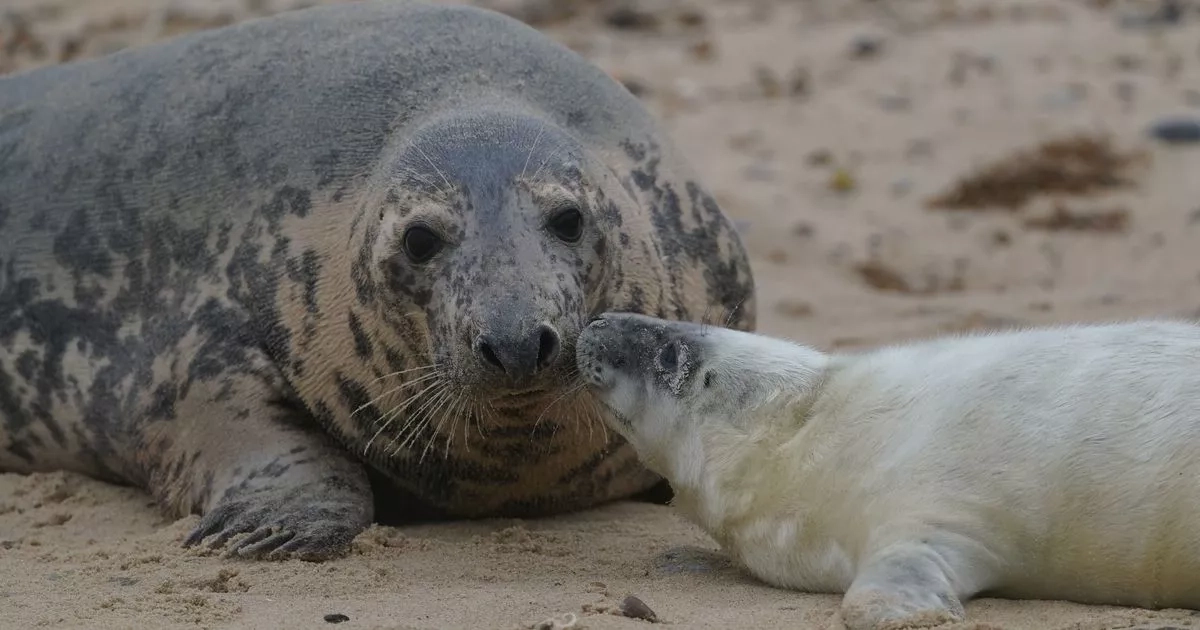 The little-known UK beach with hidden cove and seals you can spot year-round