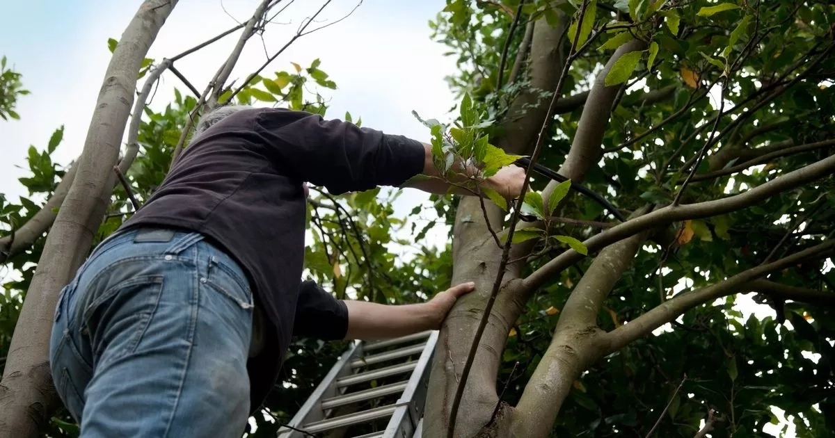 What to do if a neighbour's tree overhangs your garden - who's responsible